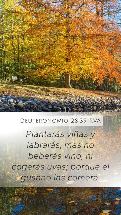 Deuteronomio 28:39 RVA Bible Verse Image