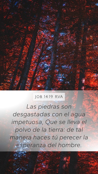 Job 14:19 RVA Bible Verse Image