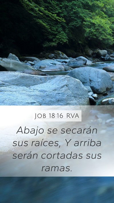 Job 18:16 RVA Bible Verse Image