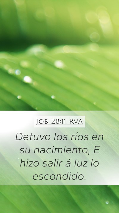 Job 28:11 RVA Bible Verse Image