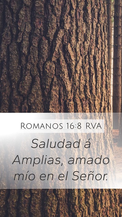 Romanos 16:8 RVA Mobile Phone Wallpaper - Saludad á Amplias, amado mío en el - Mobile Bible Verse Wallpaper